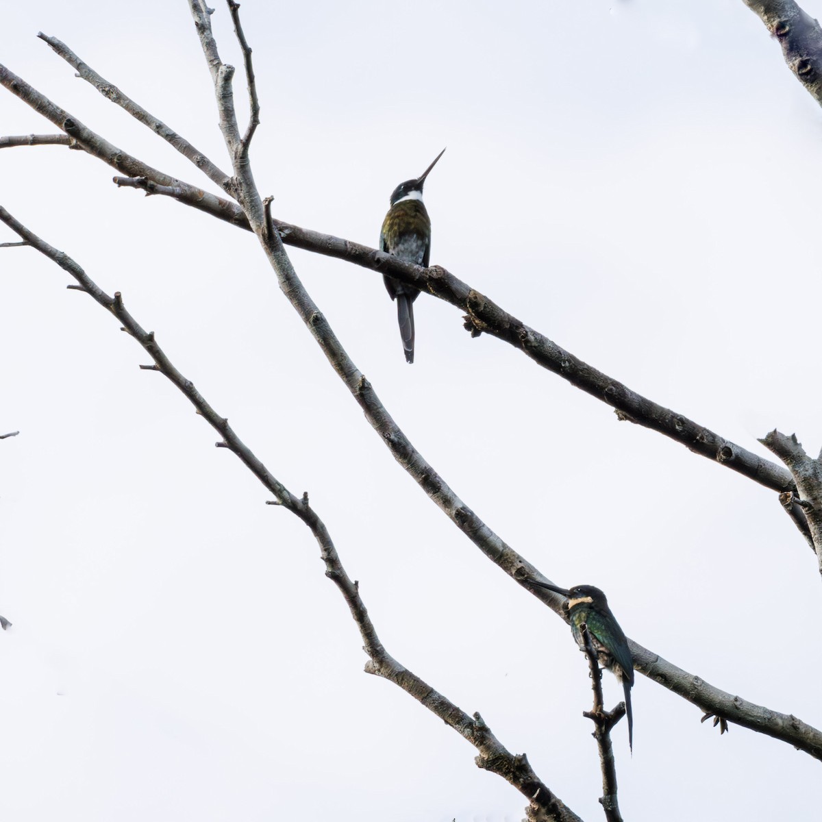 Jacamar à ventre blanc - ML616030218