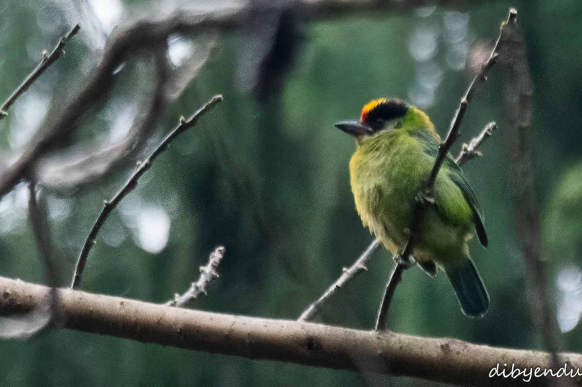 Golden-throated Barbet - ML616030292