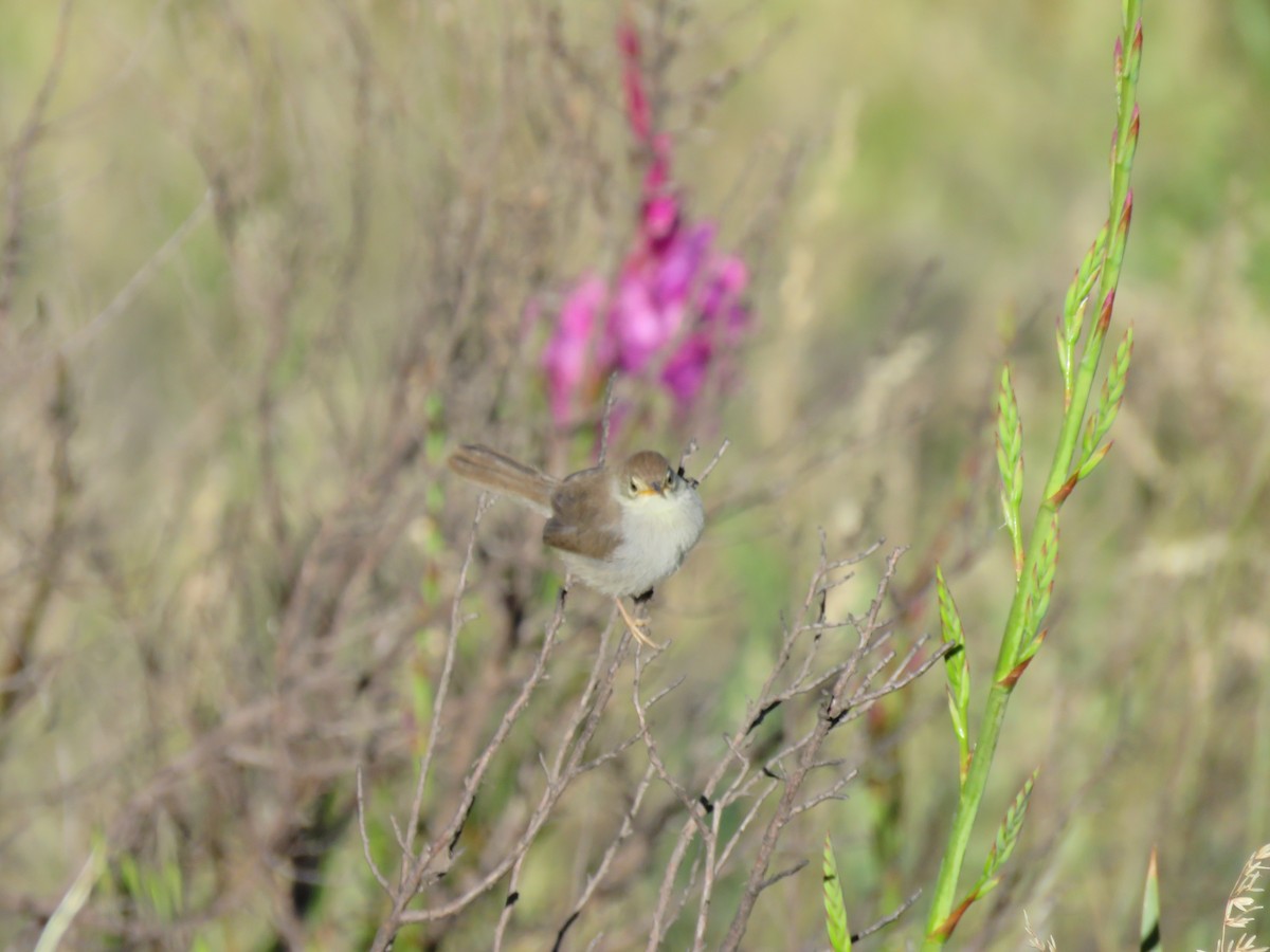 Red-headed Cisticola - ML616030306