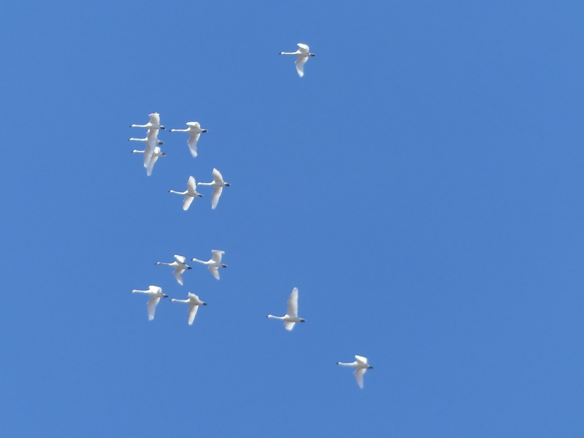 Cygne siffleur - ML616030311