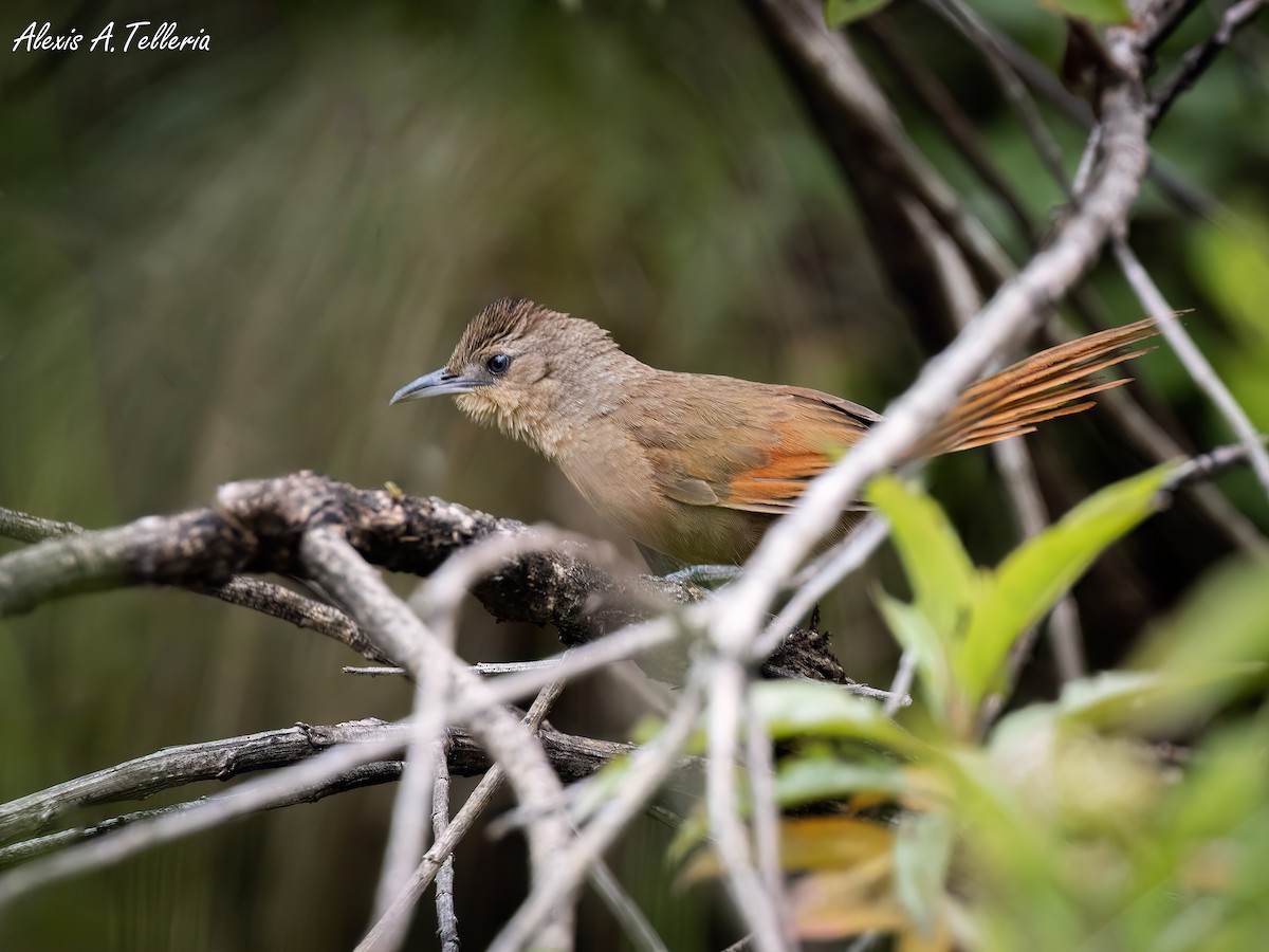 Mantaro Thornbird (undescribed form) - ALEXIS ALCANTARA  +51 975136161