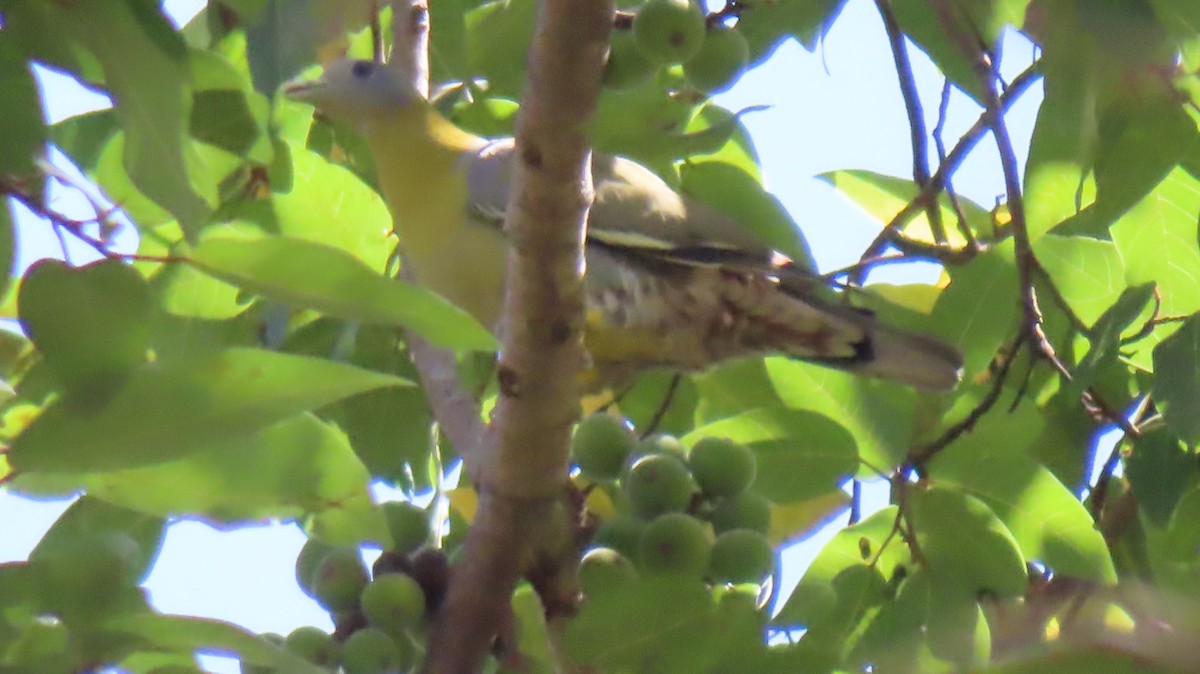 Yellow-footed Green-Pigeon - ML616030343