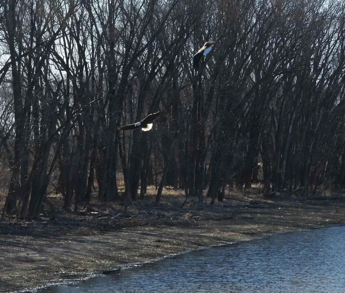 Белоголовый орлан - ML616030358