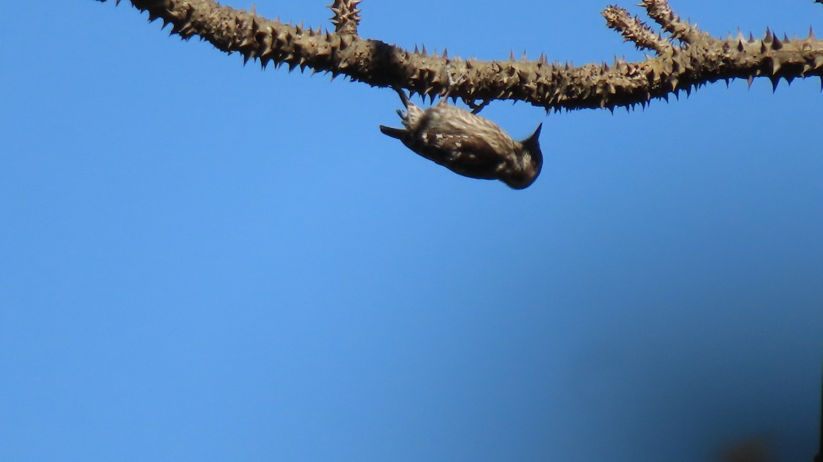 Brown-capped Pygmy Woodpecker - ML616030365