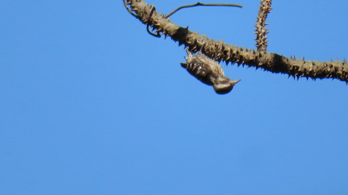 Brown-capped Pygmy Woodpecker - ML616030366