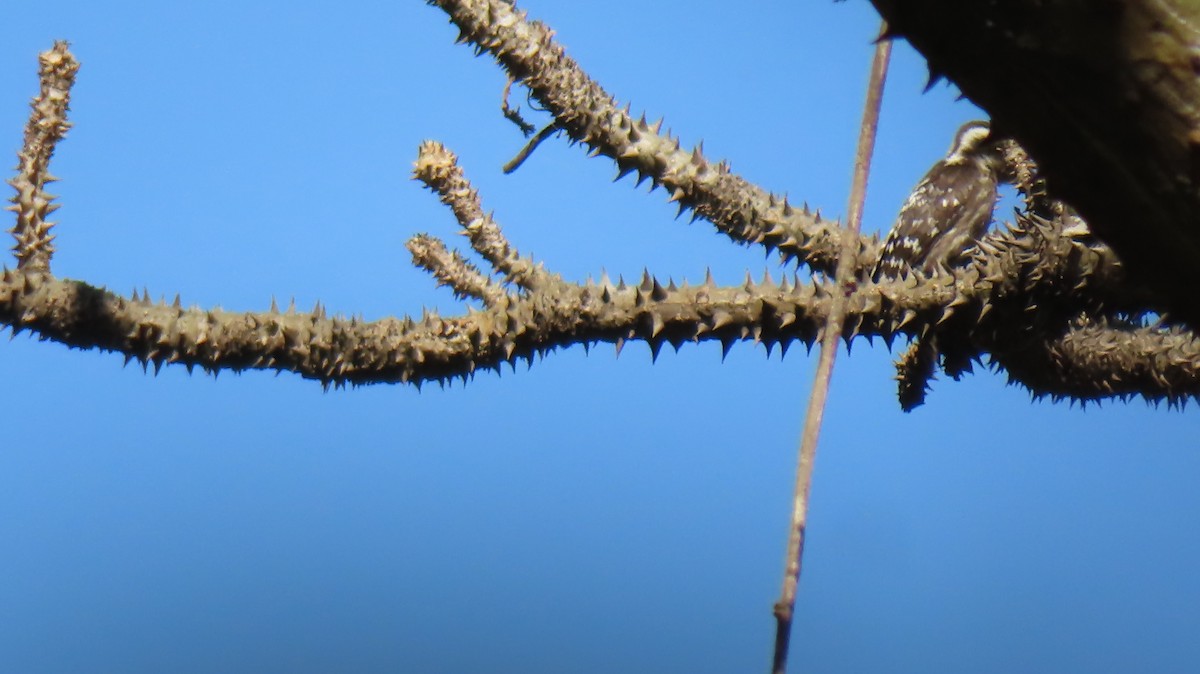 Brown-capped Pygmy Woodpecker - ML616030367