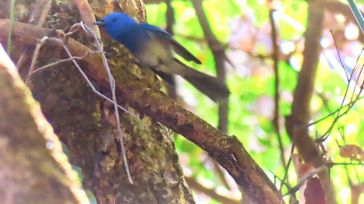 Black-naped Monarch - ML616030372