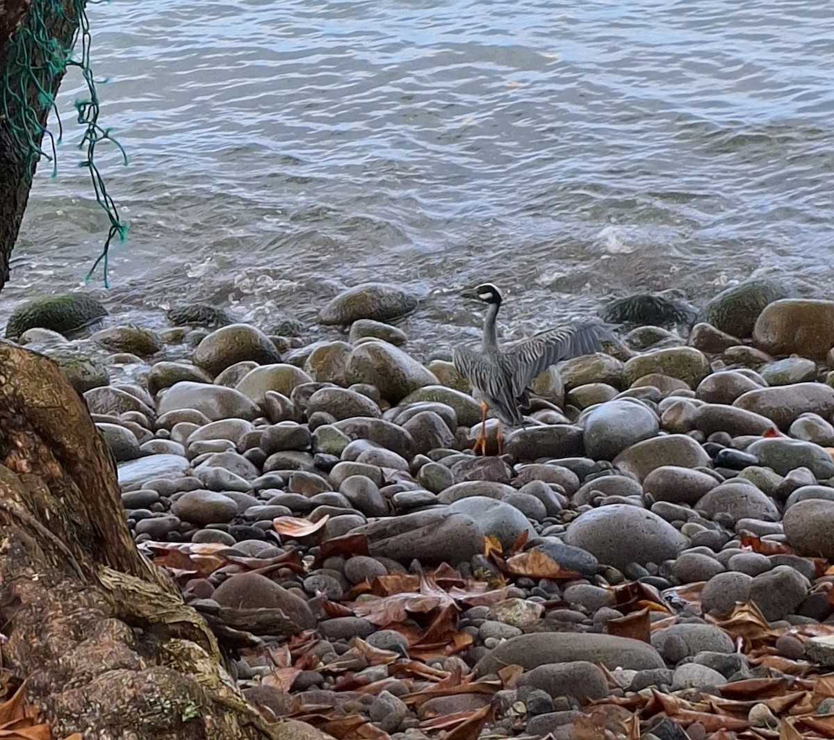 Yellow-crowned Night Heron - Anonymous