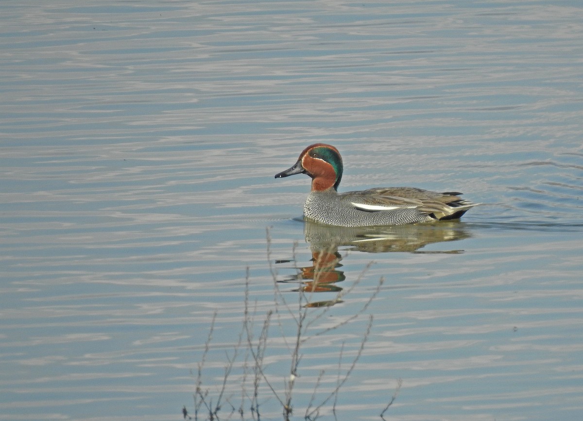 Green-winged Teal - Javier Robres