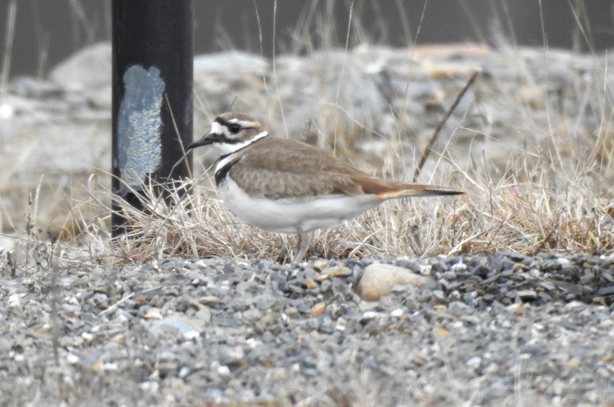 Killdeer - ML616030425