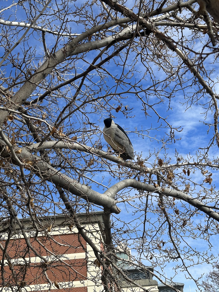 Black-crowned Night Heron - ML616030492