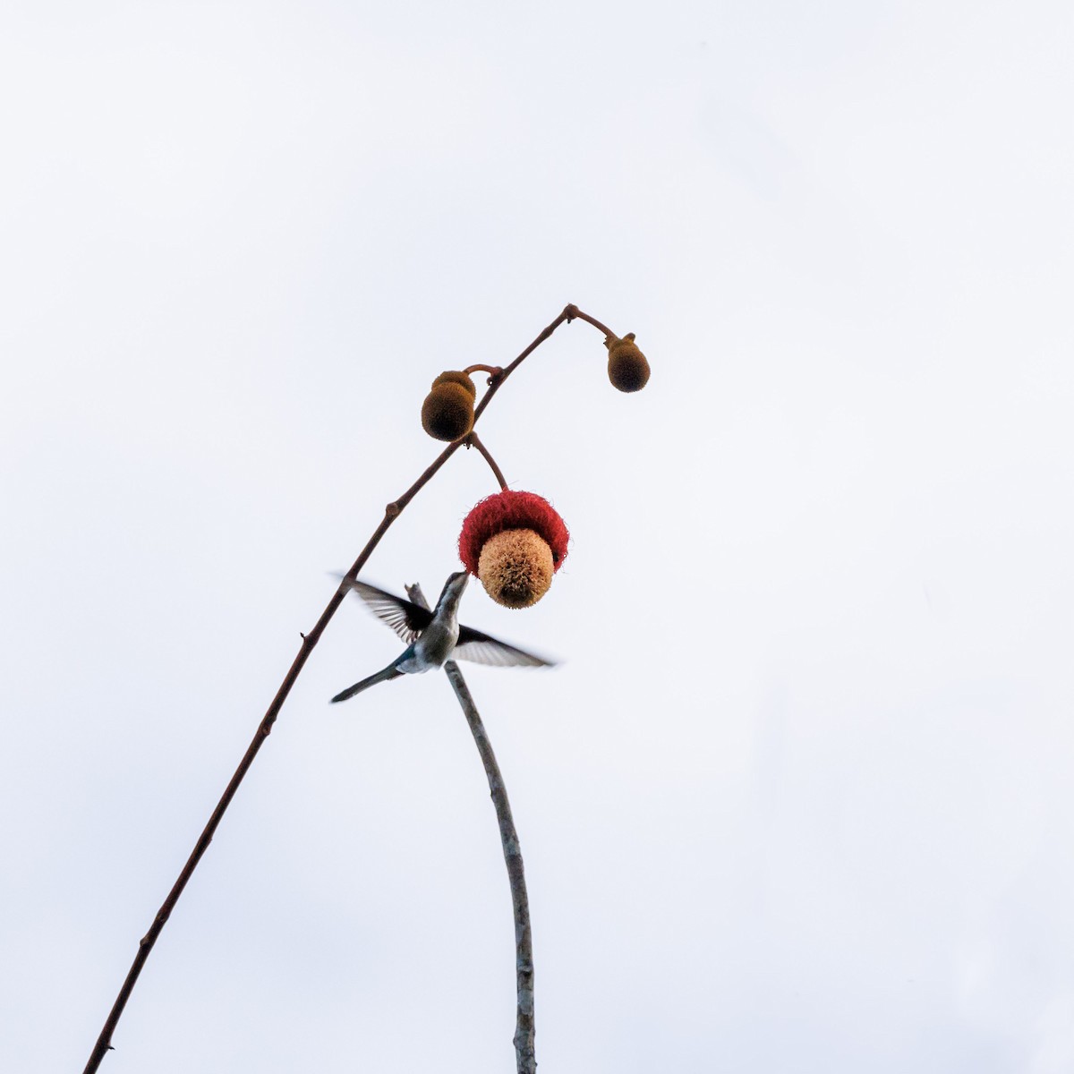 Черноухая колибри-фея - ML616030499