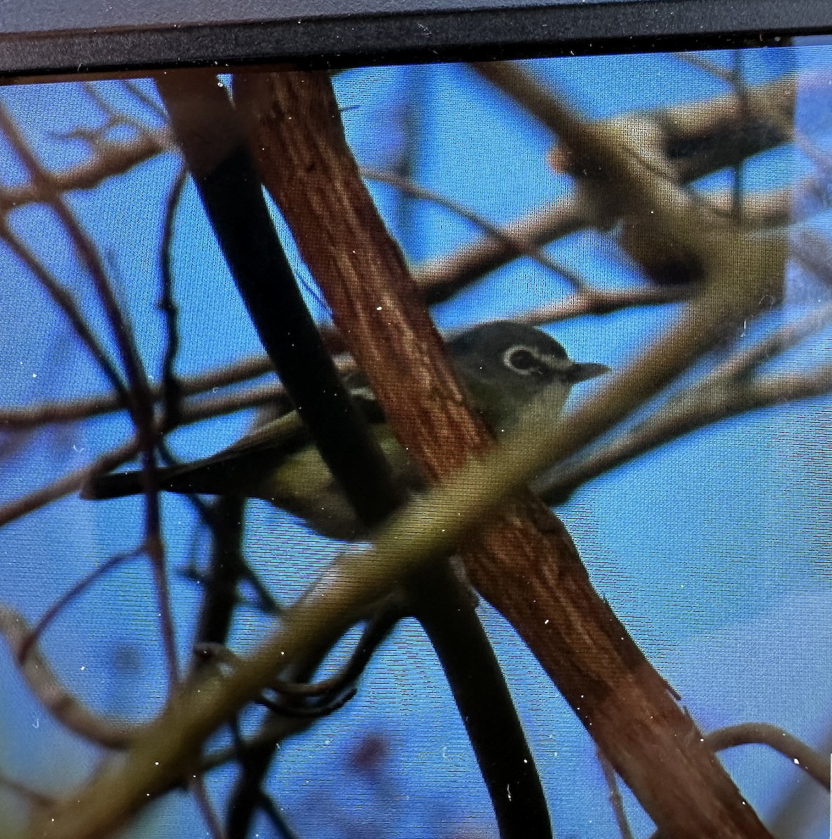 Vireo Solitario - ML616030543