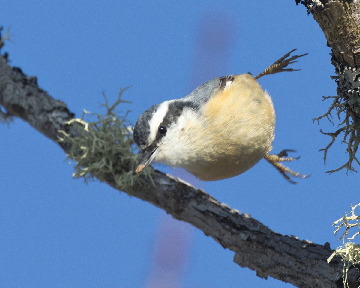 Red-breasted Nuthatch - ML616030545