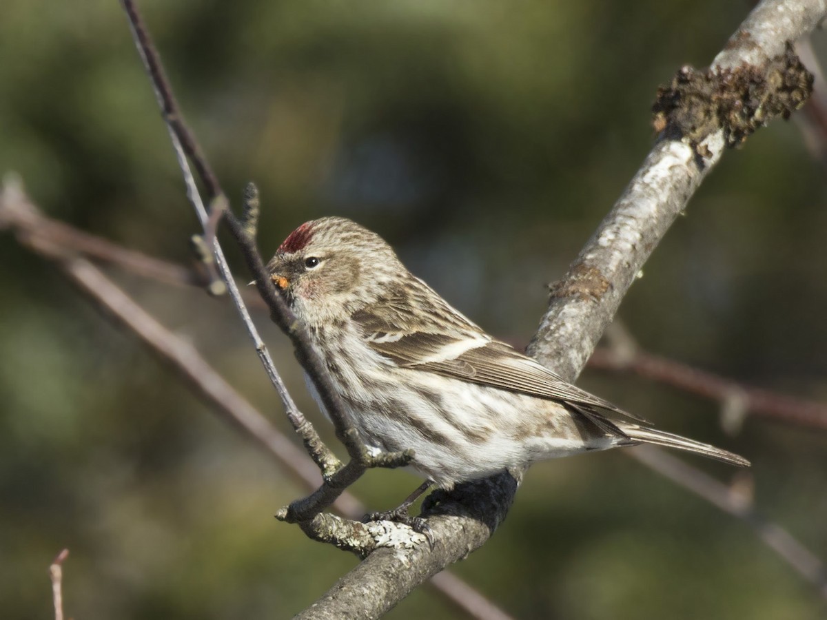 Redpoll (Common) - ML616030566