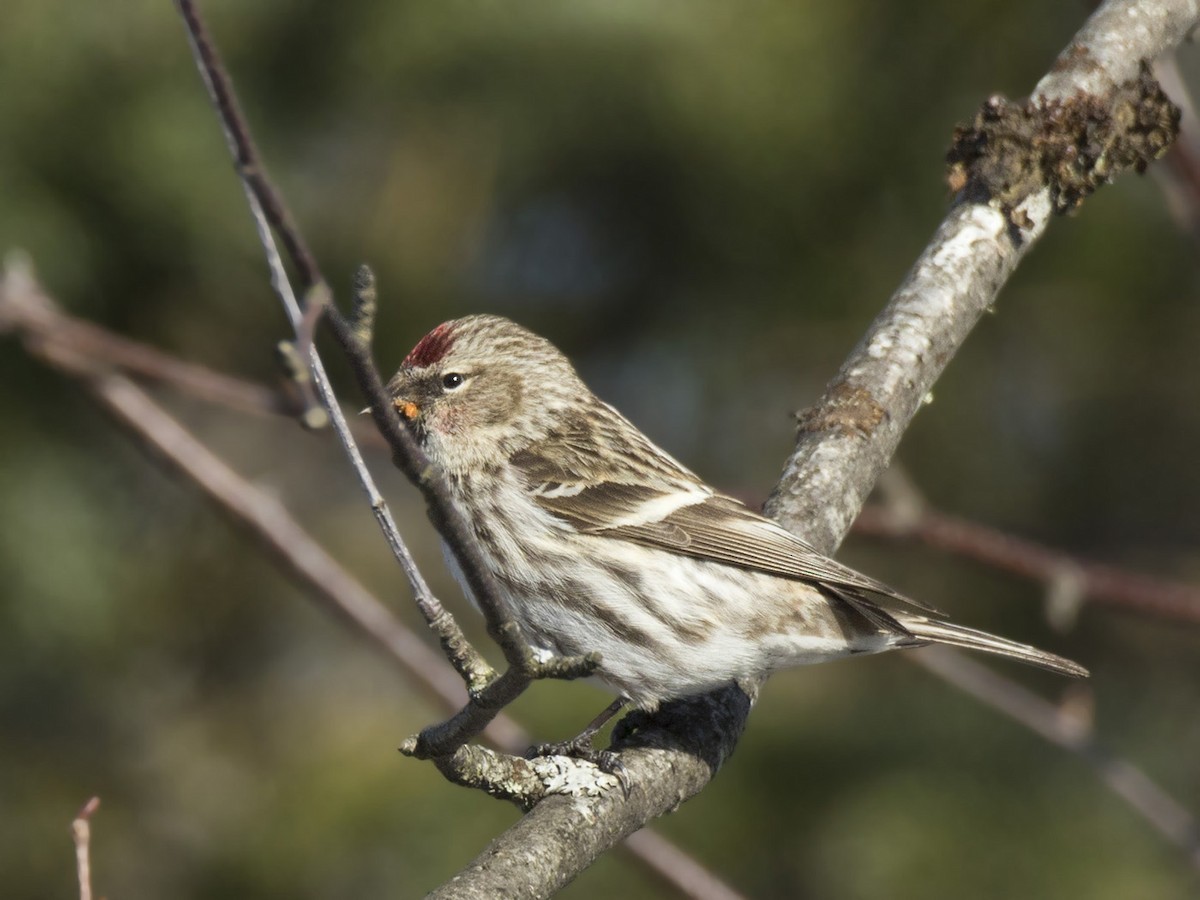 Common Redpoll - ML616030566