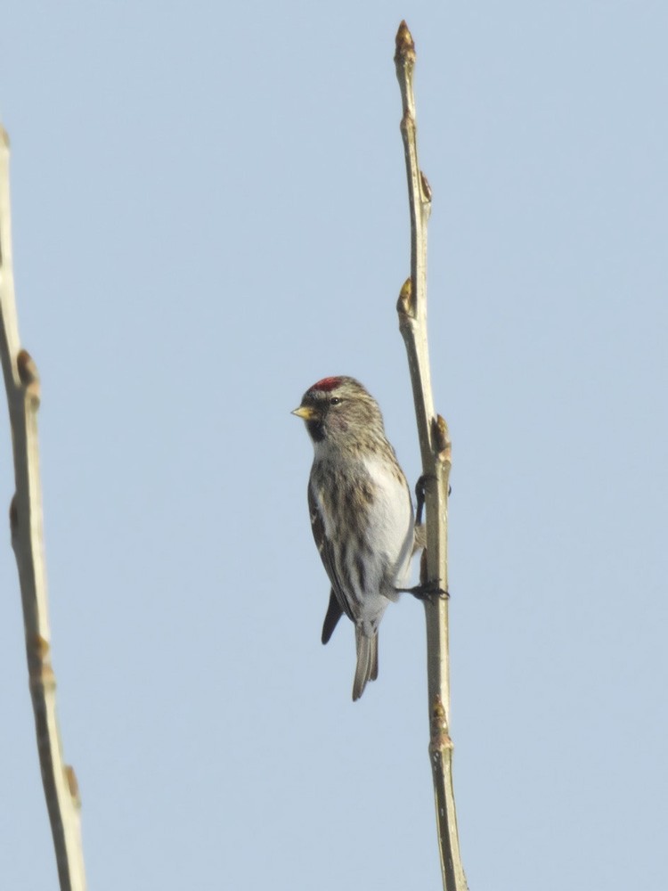 Common Redpoll - ML616030568