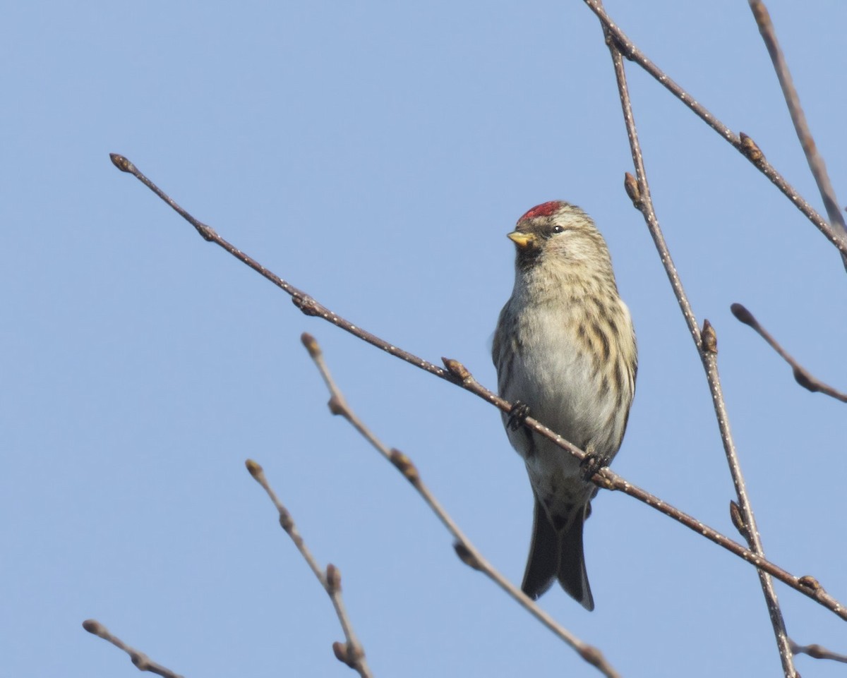 Redpoll (Common) - ML616030569