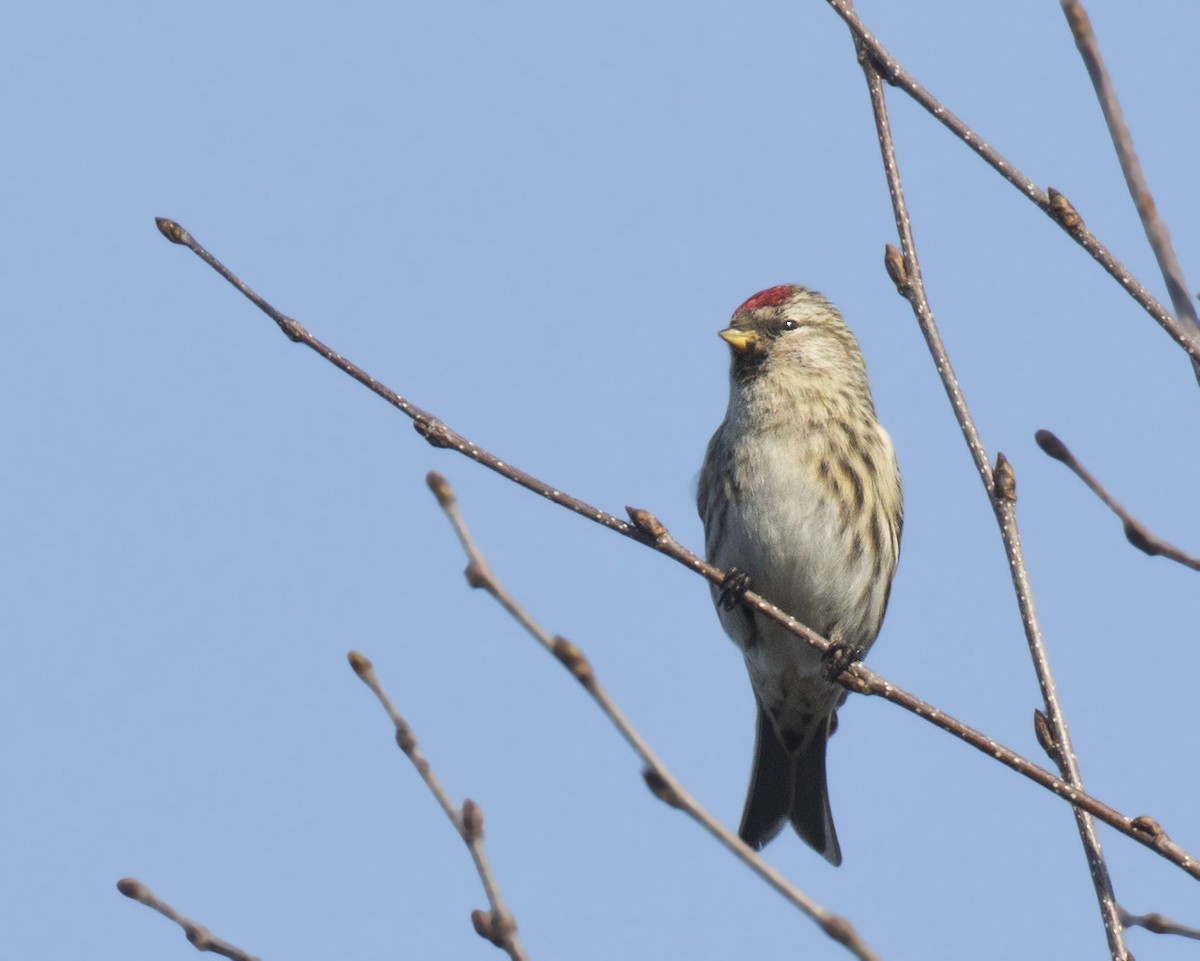 Common Redpoll - ML616030569