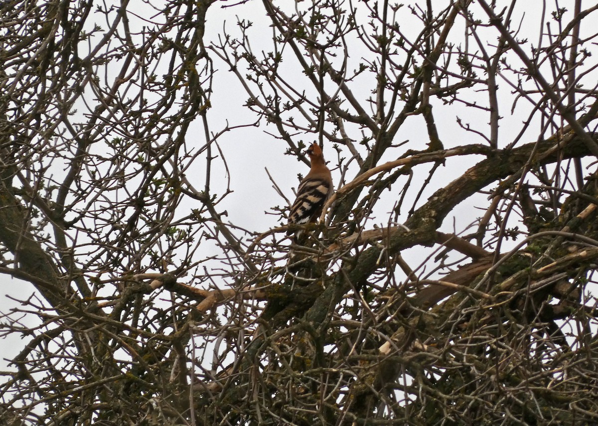 Eurasian Hoopoe - ML616030580