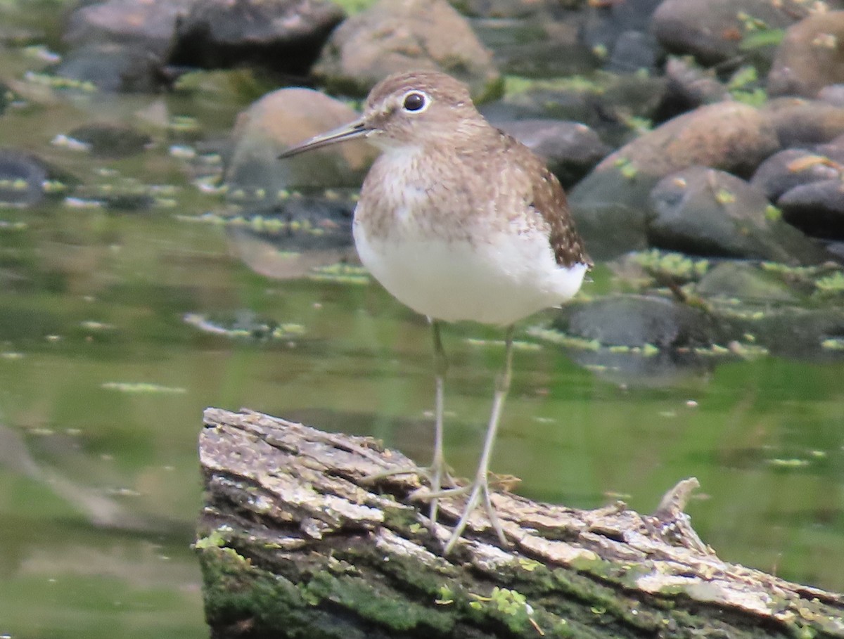 Solitary Sandpiper - Barry Kinch