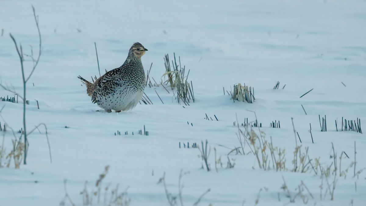 Sharp-tailed Grouse - Michael Riffel