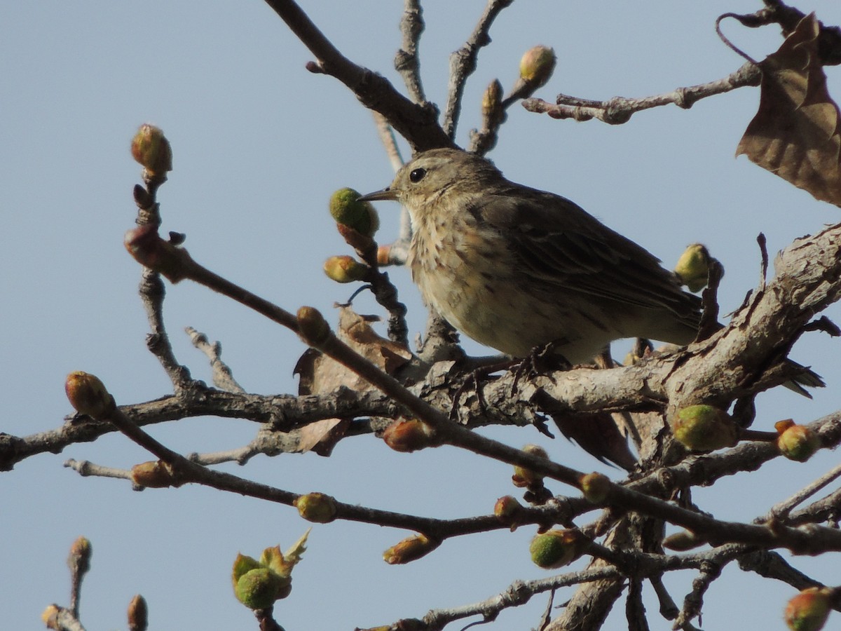 American Pipit - ML616030763