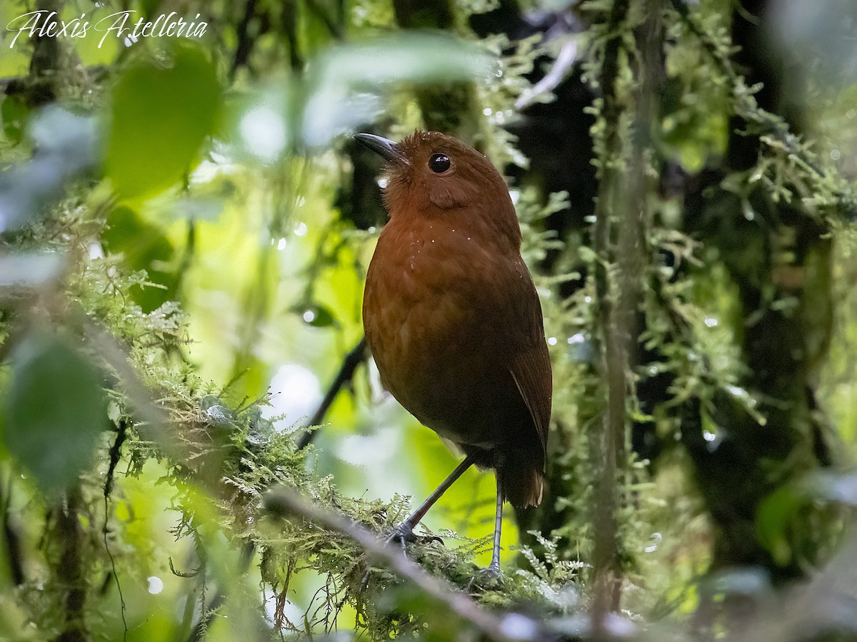 Tororoí de Oxapampa - ML616030776