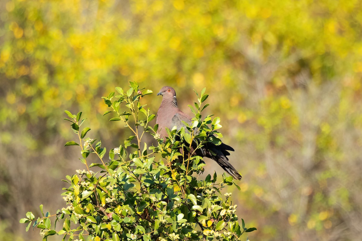 Paloma Araucana - ML616030808