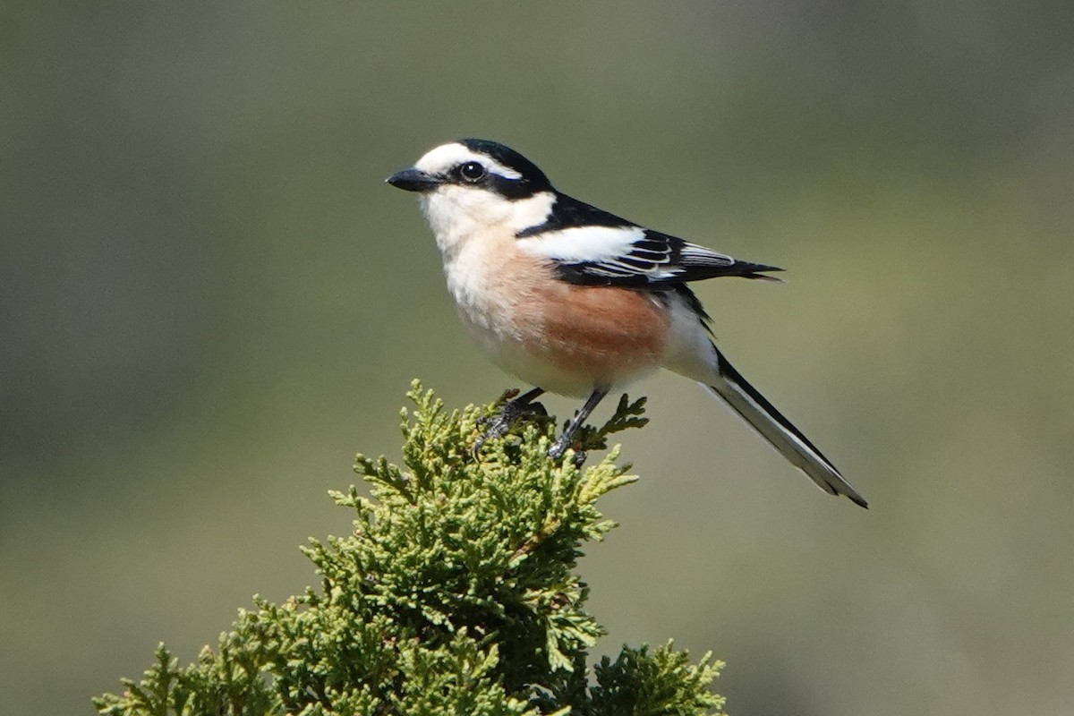 Masked Shrike - ML616030859