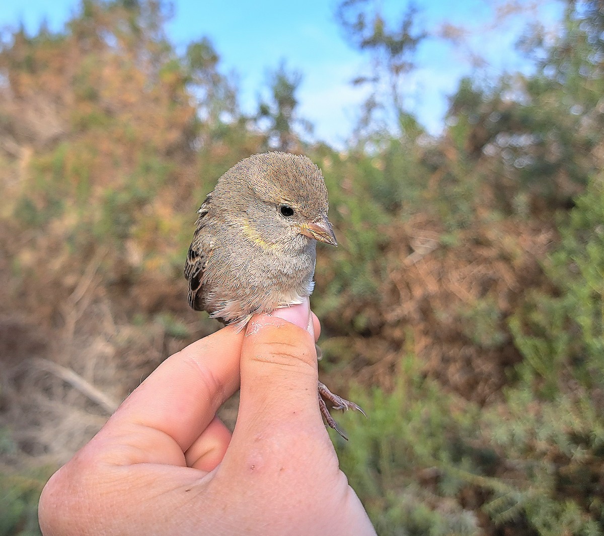 Dead Sea Sparrow (Dead Sea) - משה נאמן