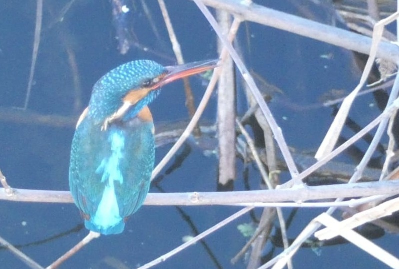 Common Kingfisher - Álvaro Nicolau