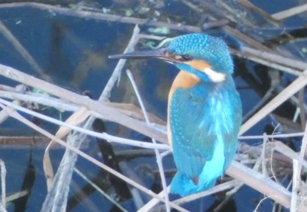 Common Kingfisher - Álvaro Nicolau