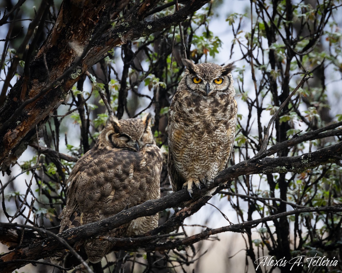 Lesser Horned Owl - ML616030963