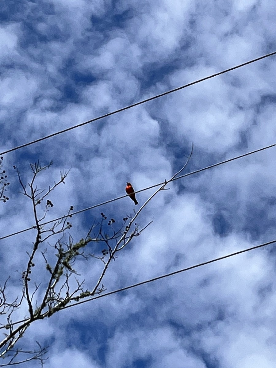 Vermilion Flycatcher - ML616031039