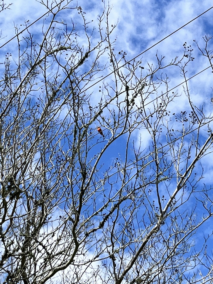 Vermilion Flycatcher - ML616031041
