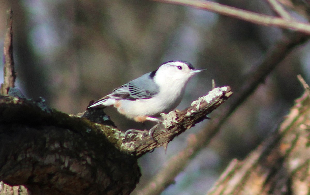 Sittelle à poitrine blanche - ML616031065