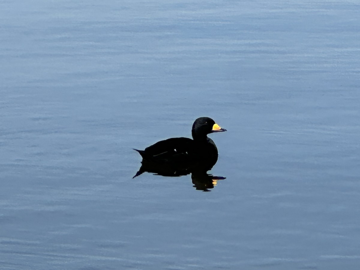 Black Scoter - ML616031072