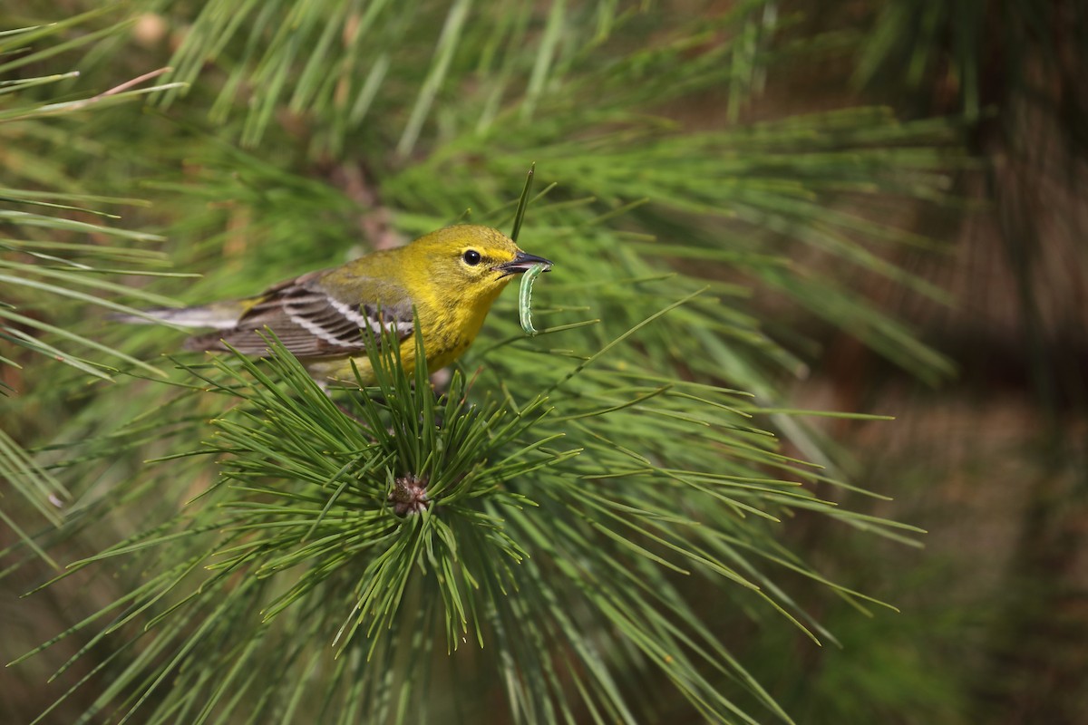 Pine Warbler - Scott Evans