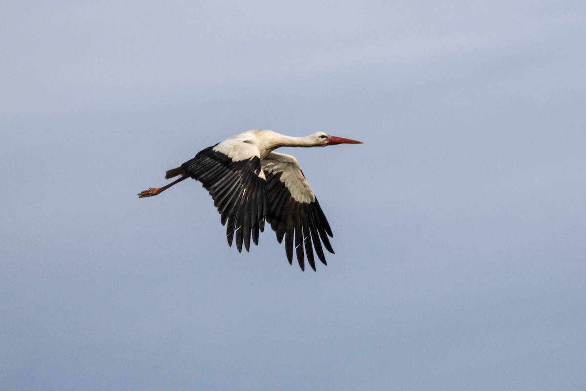 White Stork - ML616031126