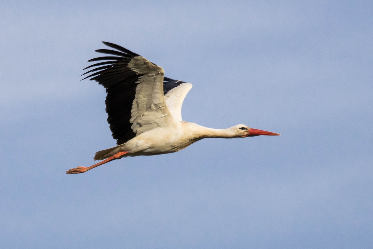 White Stork - ML616031127