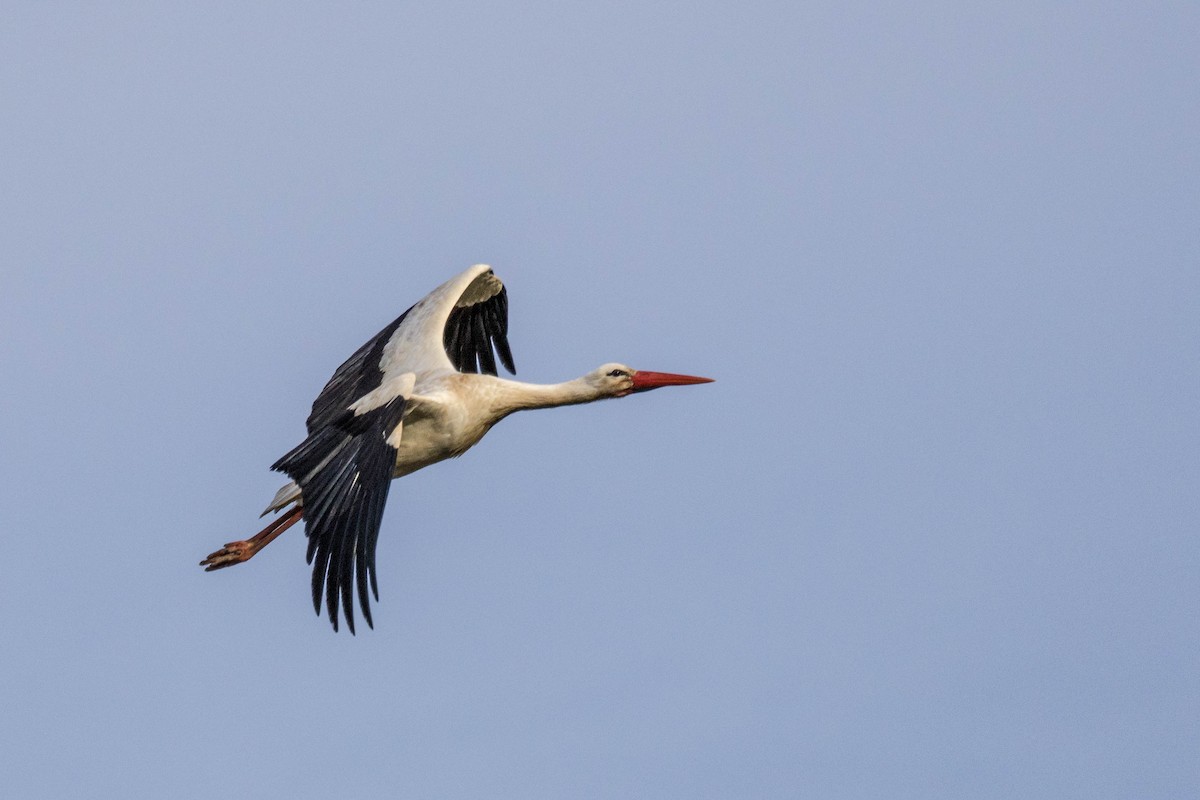 White Stork - ML616031128