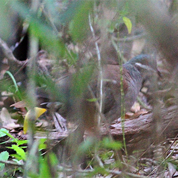 Key West Quail-Dove - ML616031148
