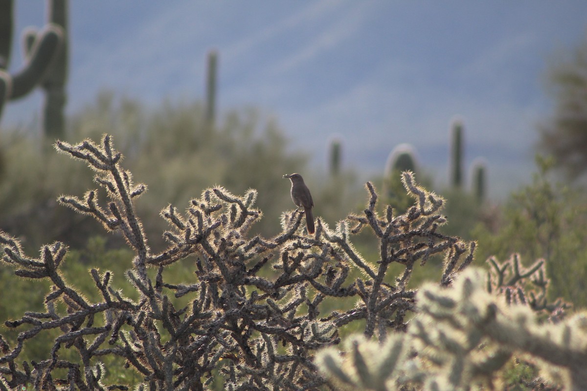 Curve-billed Thrasher - ML616031264