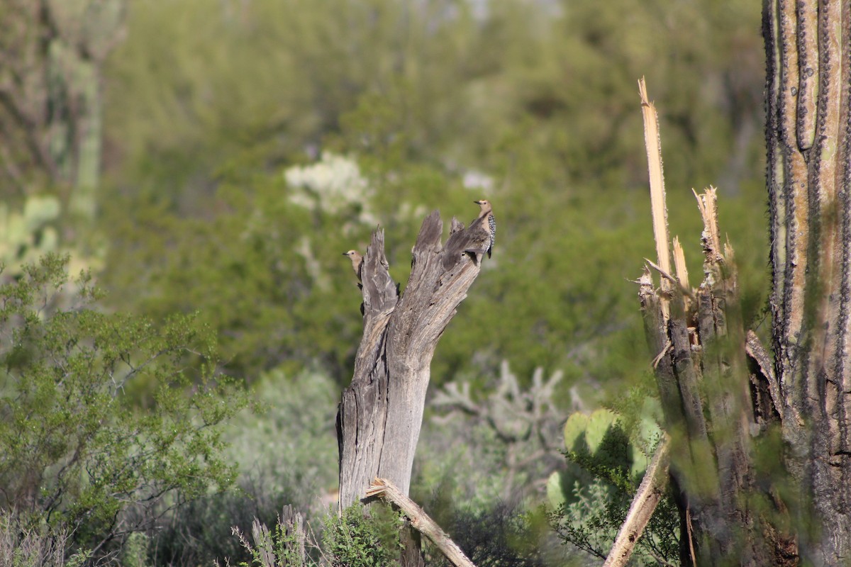 Gila Woodpecker - ML616031302