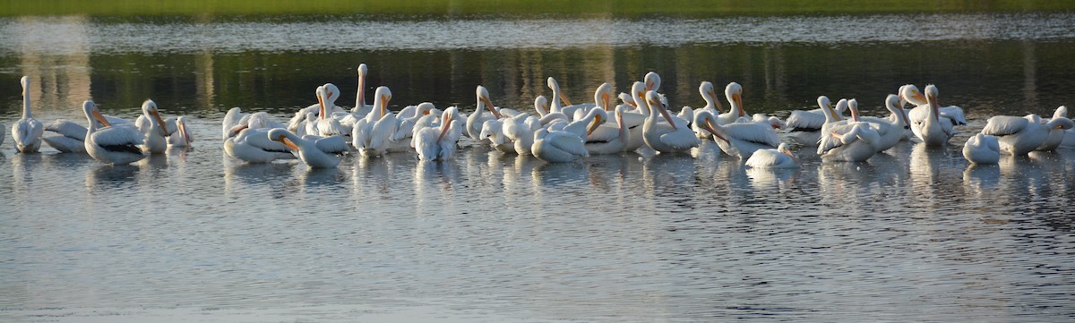 American White Pelican - John Whitehead