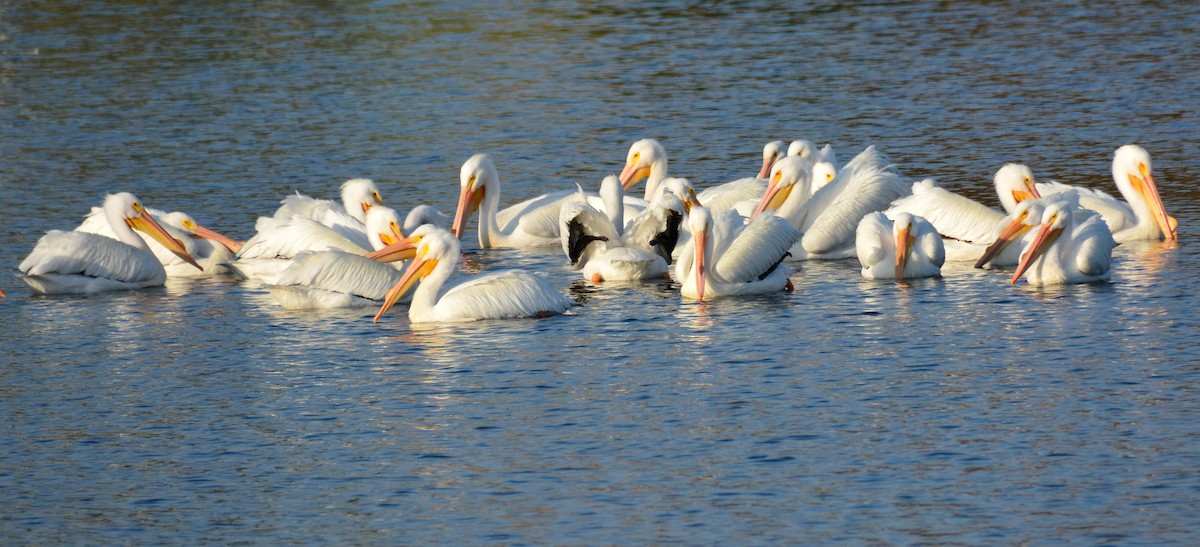 American White Pelican - ML616031402