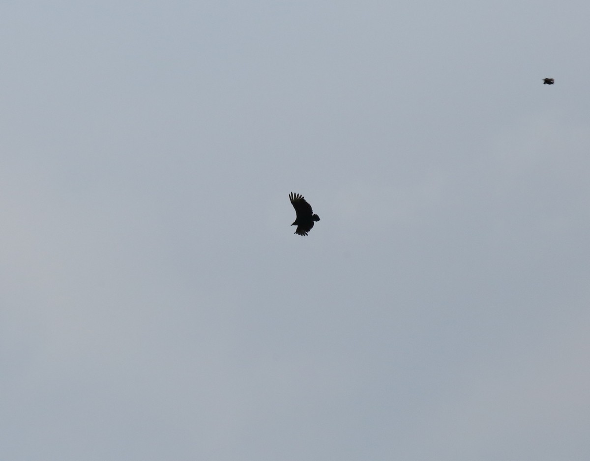 Black Vulture - ML616031415