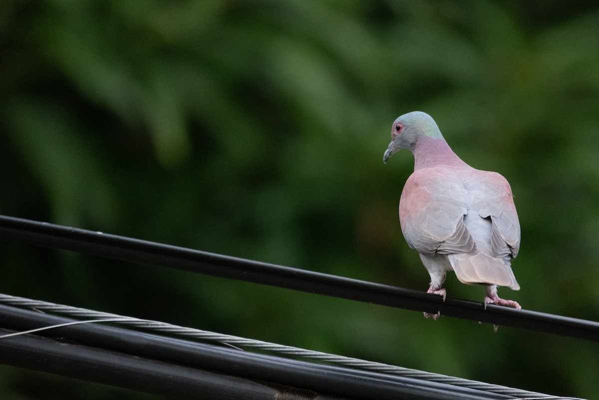 Pale-vented Pigeon - ML616031497