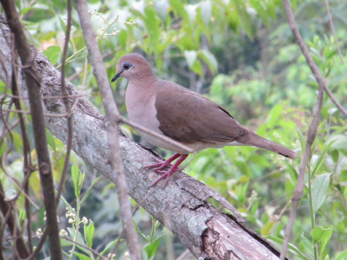 White-tipped Dove - ML616031511